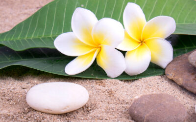 拯救蜜蜂，保護農業生態